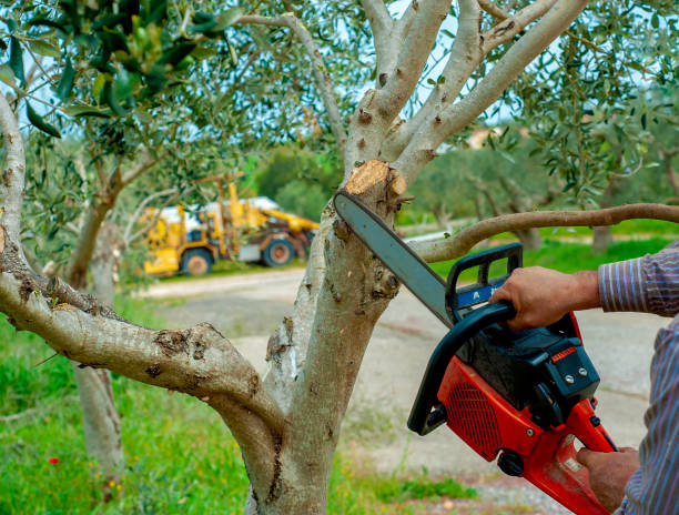 Best Tree Care Services  in Lebanon, NH